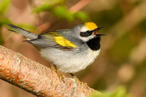 The golden-winged warbler is a small songbird with yellow flashes throughout its gray body.