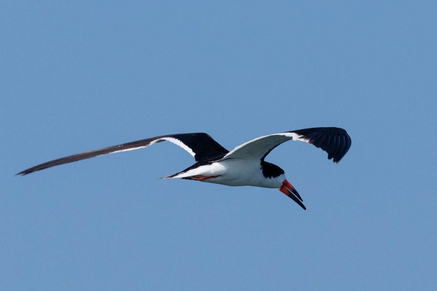 Black skimmer flies in the air with its long wings bent.